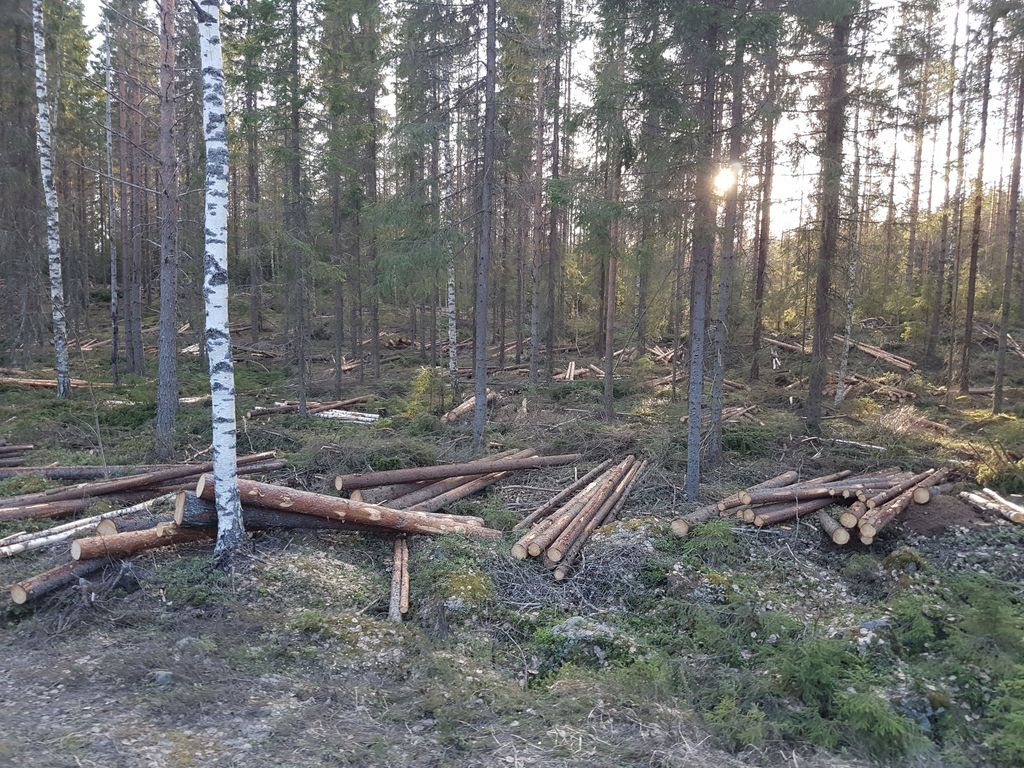 Suomen metsät kasvavat kohisten - HS:n mielipidepalstalle kirjoittaneen professorin mukaan se on ilmastonmuutoksen kannalta huono asia