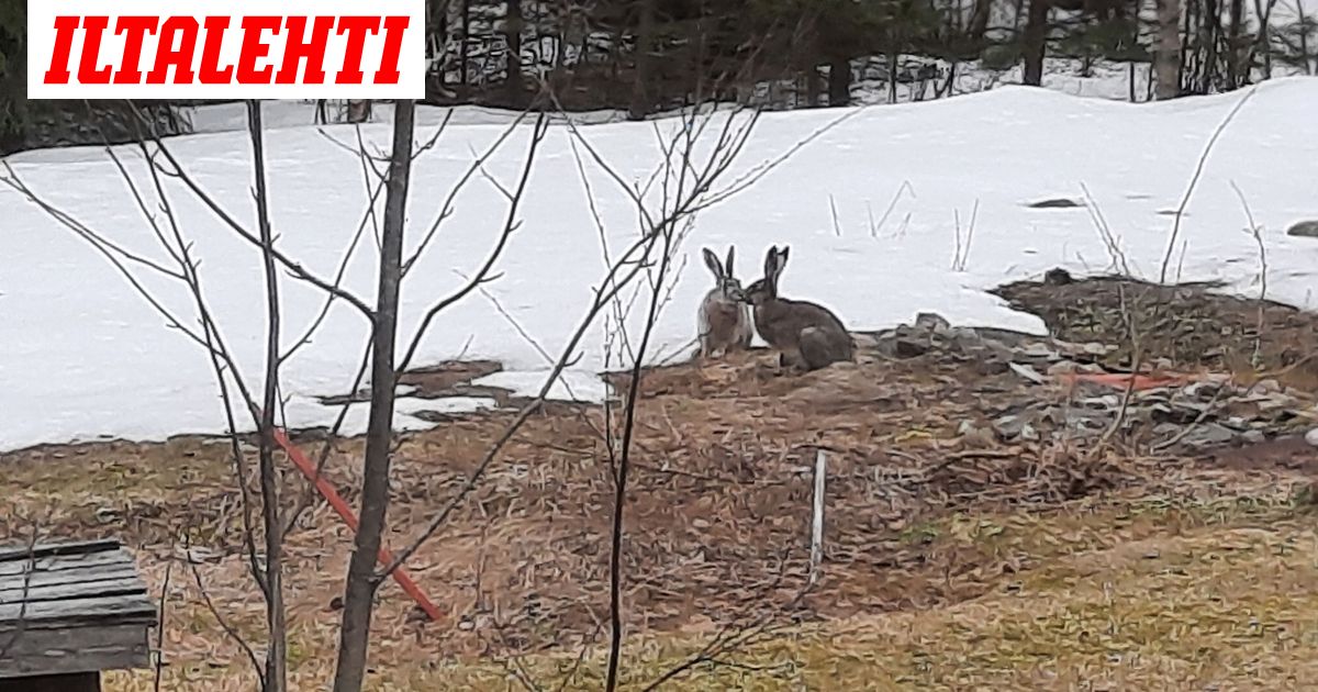 Rusakot Suomessa - kanta kasvanut rajusti