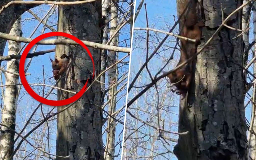Elvin pihapuussa tapahtui kummia: ”Hetkinen, että sehän liikkuu”