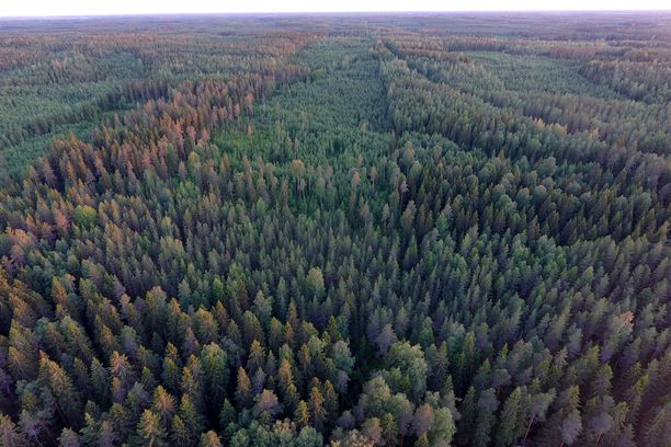 Suomen maapinta-alasta metsää on 73 prosenttia. Pinta-alaan suhteutettuna Suomi on Euroopan metsäisin maa. 