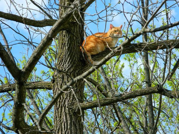 Kolmen päivän puussa olo voi aiheuttaa kissalle maksan vaurioitumisen ja kuivumista. Kuvituskuva.