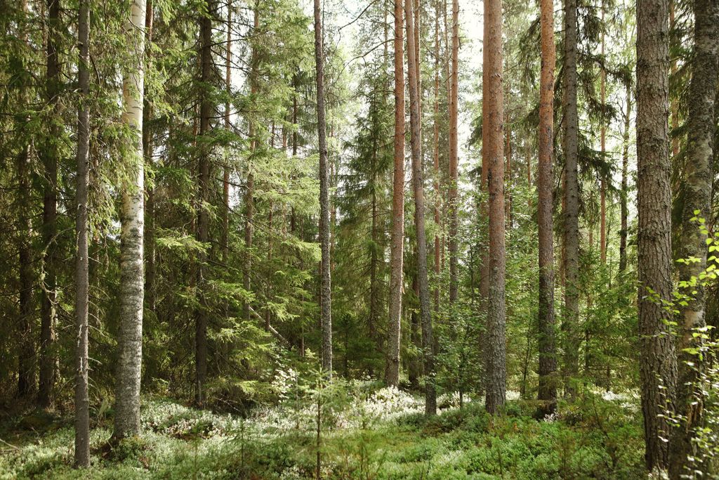 Seppo Pudaksen ja Alavieskan metsäkiista: Kolme seikkaa tekevät tapauksesta ”hyvin poikkeuk­sellisen”