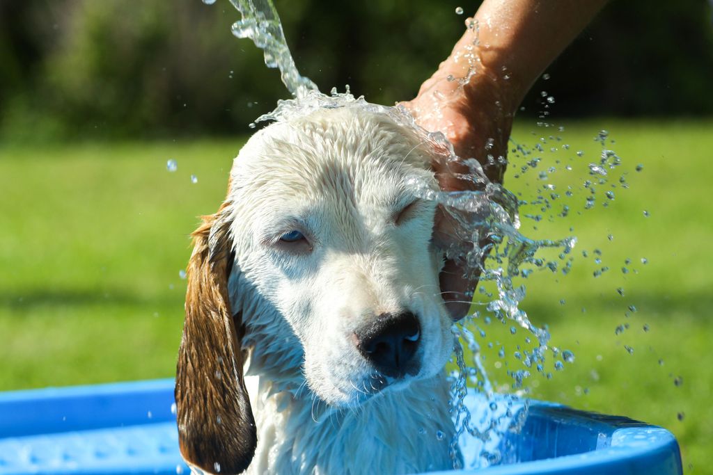 Kuuma kesä vaatii koiran­omistajilta tarkkuutta – tiedätkö nämä niksit?