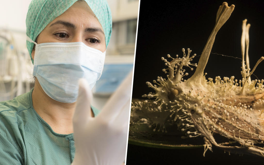 Sieni-infektio tekee hyönteisistä zombeja – Uhkaako sienipandemia meitä seuraavaksi?