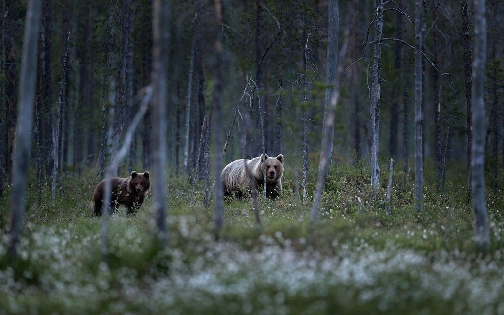 Kokenut metsästäjä ampui karhua viidesti ja ihmetteli, miksi peto yhä murisee – Sitten totuus paljastui