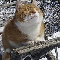 Tuhansien rakastama some-kissa Hemppa on kuollut – ”Suru ja ikävä ...