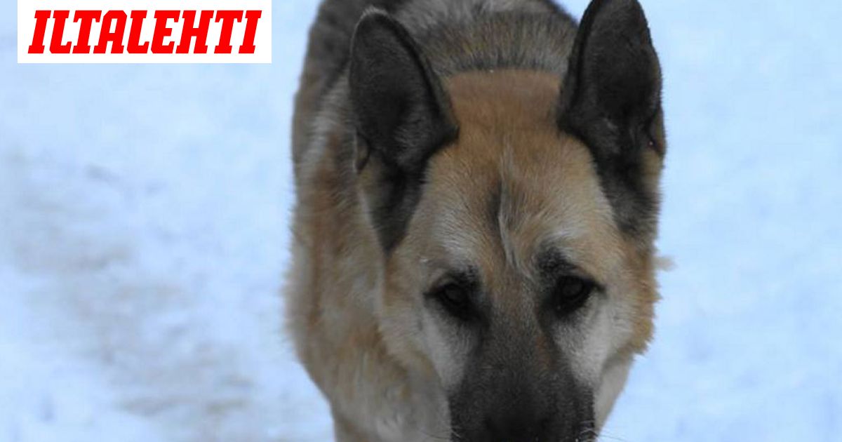 Koirien Vanhainkoti Huolehtii Sairaista Ja Vanhoista Koirista