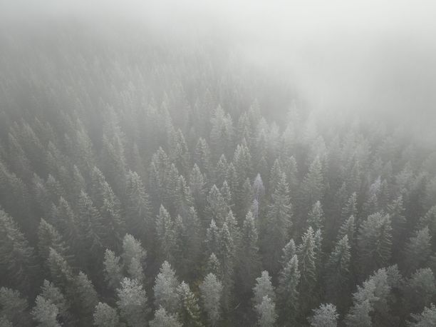 Hakkuut ja kasvun hidastuminen pienentävät metsien hiilinielua