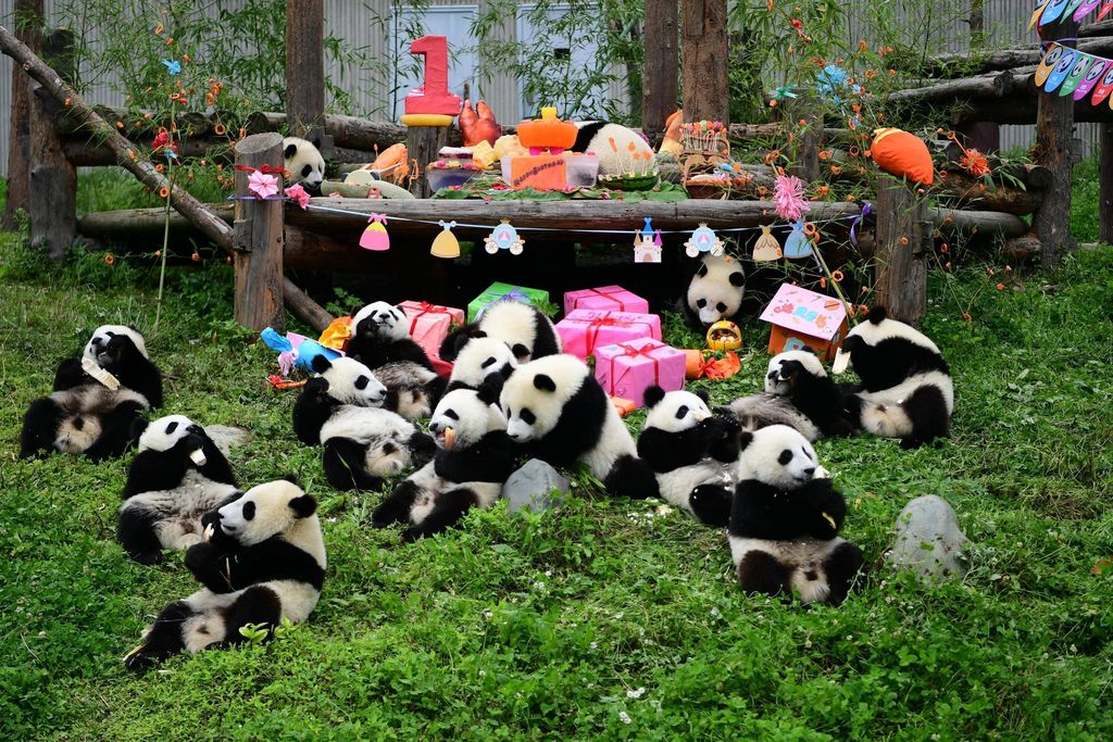 Suloisempaa kuvasarjaa saa hakea - pandat viettivät ensimmäistä syntymäpäiväänsä yhdessä pandojen päiväkodissa