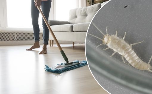 Euroopasta levinnyttä toukkaa havaittu Suomessa – näin estät haamumaisen vieraan kodissasi