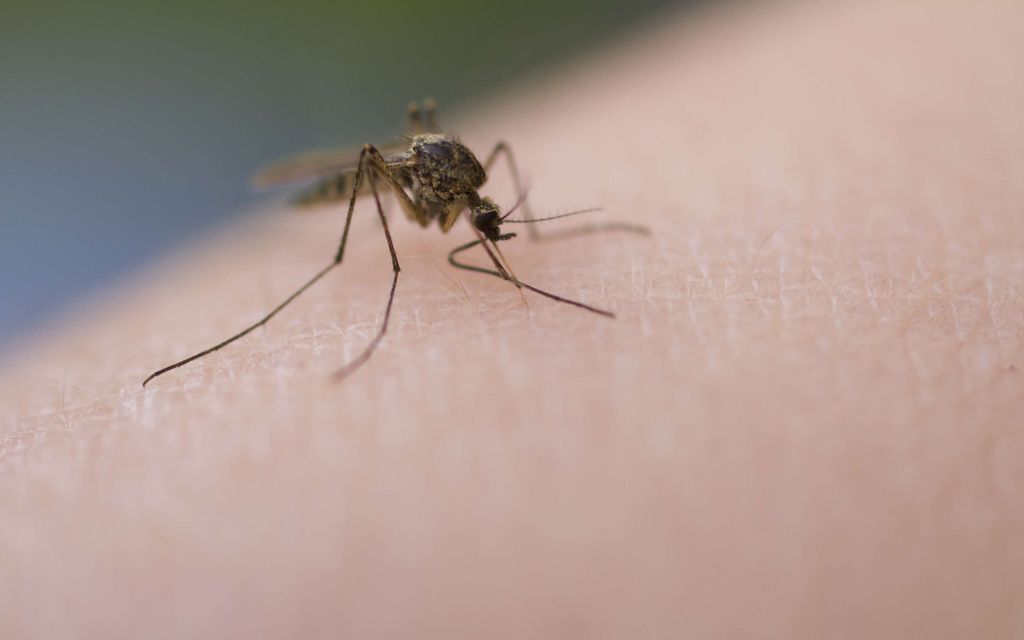 Pelottava virus leviää Euroopassa – Kuolonuhri jo Hollannissa 