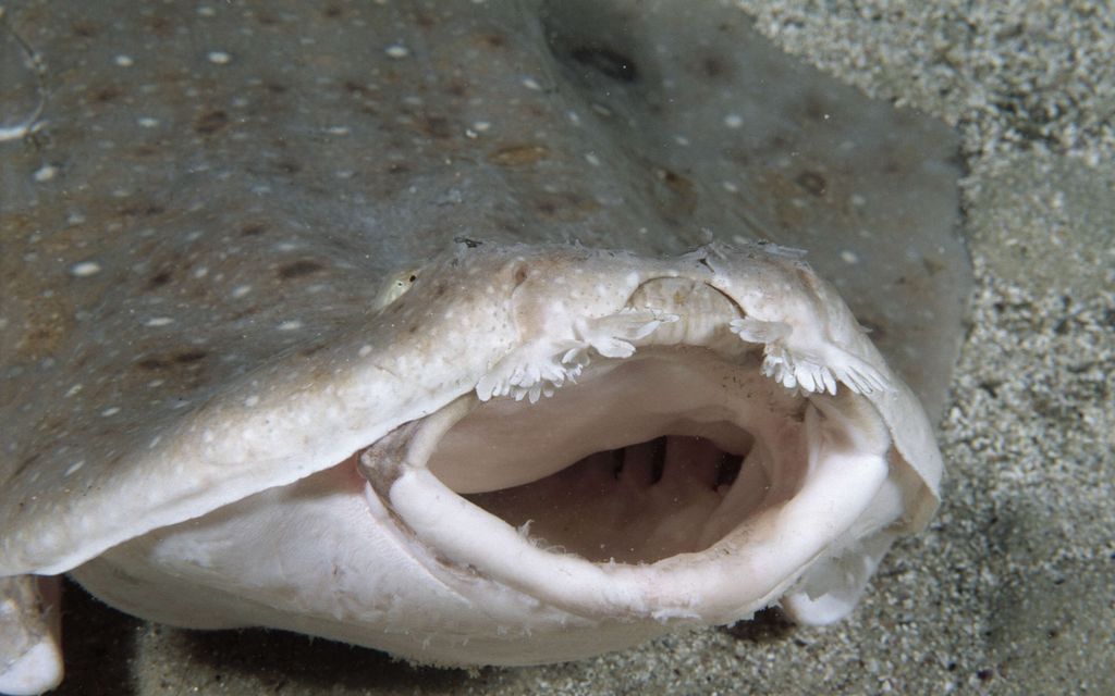 Merienkeli hyökkäsi naisen kimppuun Kanarialla