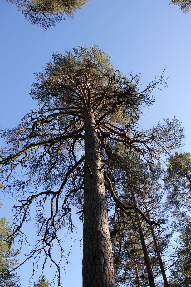 Suomen suurin, paksuin ja korkein puu: puuennätyksiä