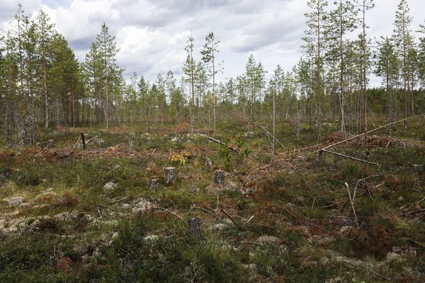 EU:n Ennallistamisasetus: Tätä Tarkoittaa Suomelle