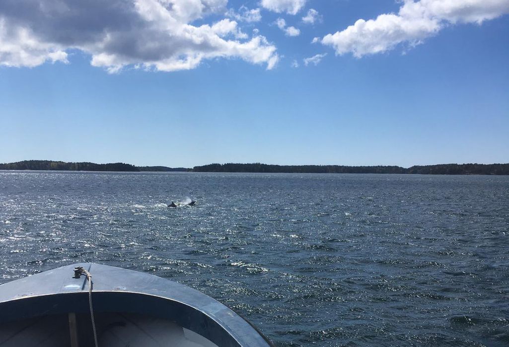 Harvinaiset delfiinit jäivät Turunmaan saaristoon – Mika kuvasi veneen kanssa kisailleet uimarit videolle