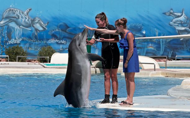 Attican eläinpuiston väitetään käyttävän delfiinejä vain viihdyttämiseen.