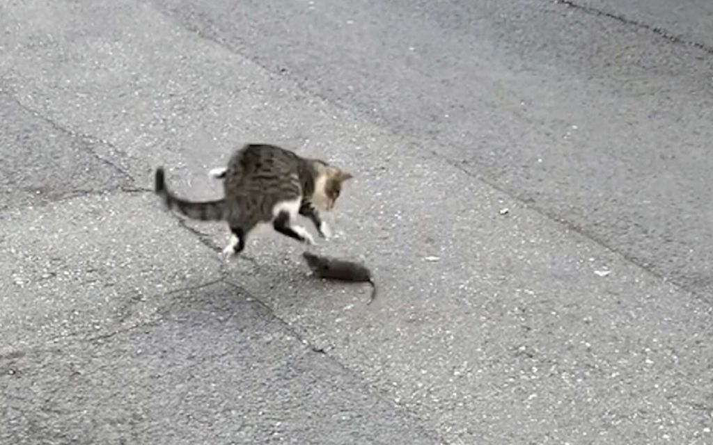 Kissa ja rotta kohtasivat kadulla – Tilanteella yllättävä päätös