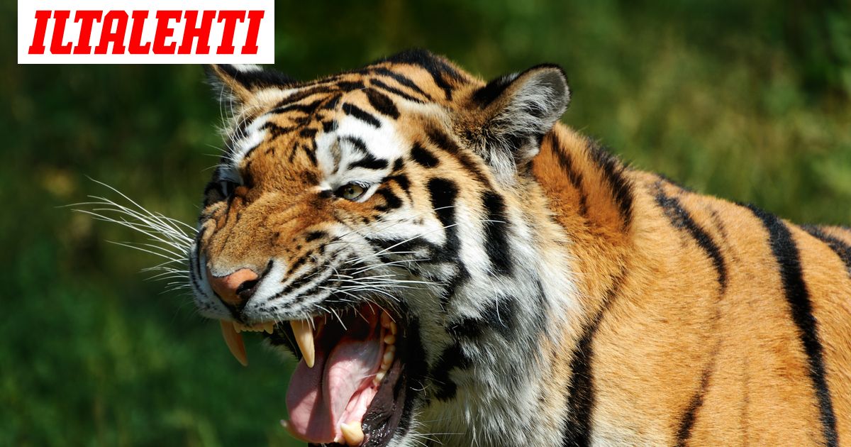 Ihmisiä tappanut ja syönyt tiikeriemo ammuttiin Intiassa - aktivistit  raivostuivat