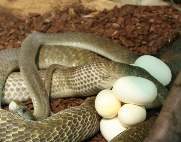 Lesbo äidit porno elokuvaa