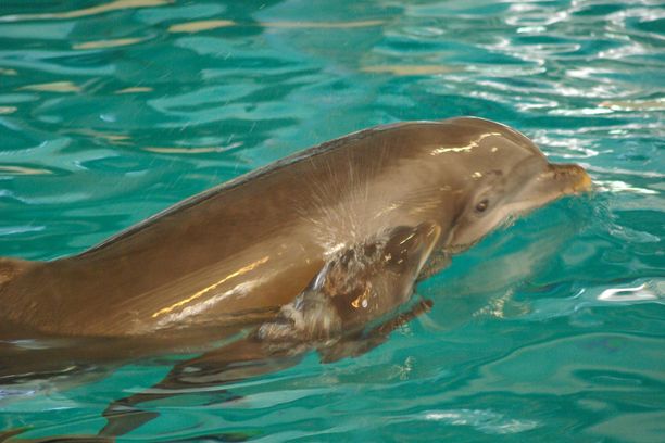 Särkänniemen Veera-delfiini poikasensa kanssa vuonna 2010.