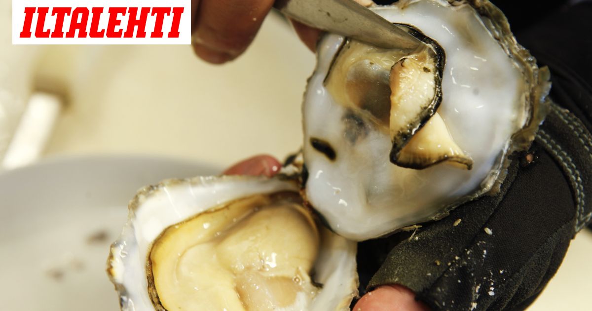 Osterit aiheuttaneet jo useita ruokamyrkytyksiä Helsingissä