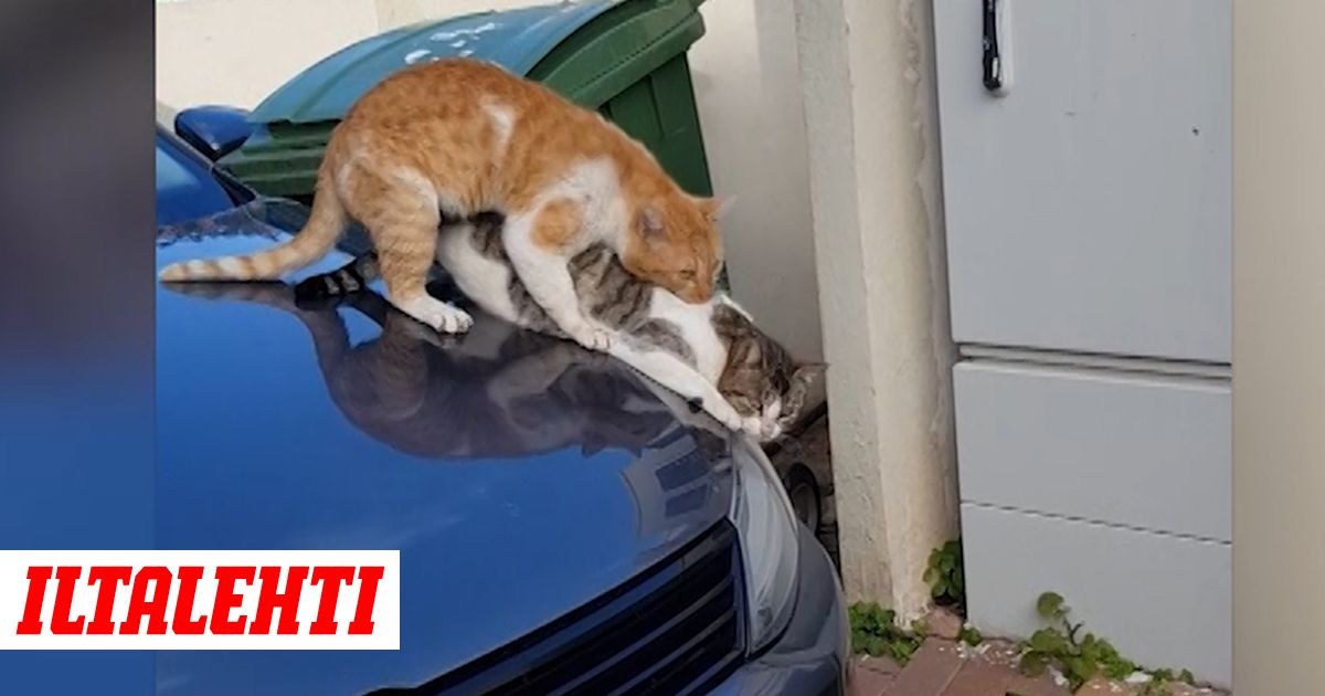 Lesbo kissan pentu porno