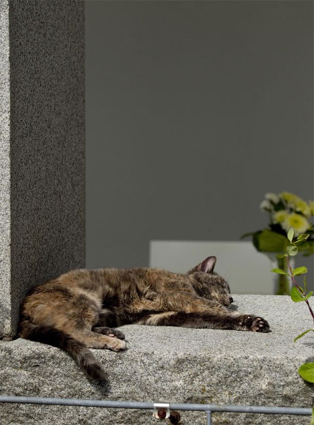 Tarja Halonen suree: Miska-kissa kuoli