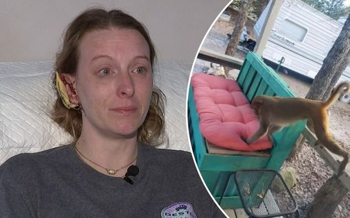 Lemmikkiapina hyökkäsi naisen kimppuun Yhdysvalloissa – Yritti repiä korvan irti