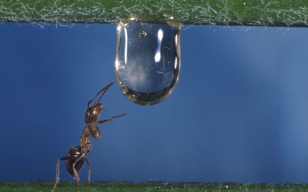 Muurahaisten sala­kuljettajalle vankeutta Keniassa