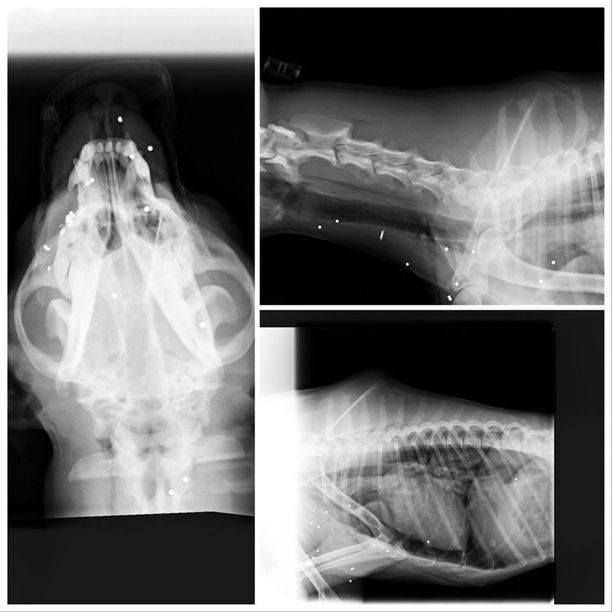 Röntgenkuvissa kammottava totuus koiran kohtalosta selvisi. Oletetut puremajäljet olivatkin hauleja.
