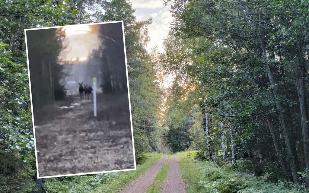 Sami joutui iltalenkillä poikkeuk­selliseen tilanteeseen