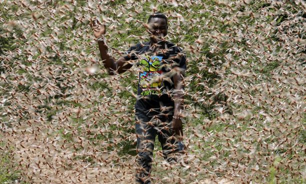 Mies juoksee heinäsirkkaparven läpi Enziussa noin 200 kilometrin päässä Kenian pääkaupungista Nairobista.