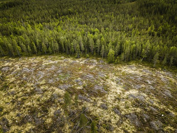 Metsähallituksen hakkuut. Kolmisen vuotta vanha avohakkuualue NOrvajärven luoteispuolella.