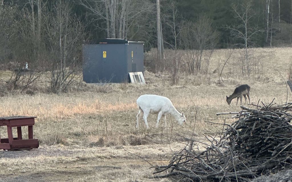 Simo törmäsi huomiota herättävään näkyyn Hyvinkäällä – Asiantuntija: Jotain erikoista perimässä