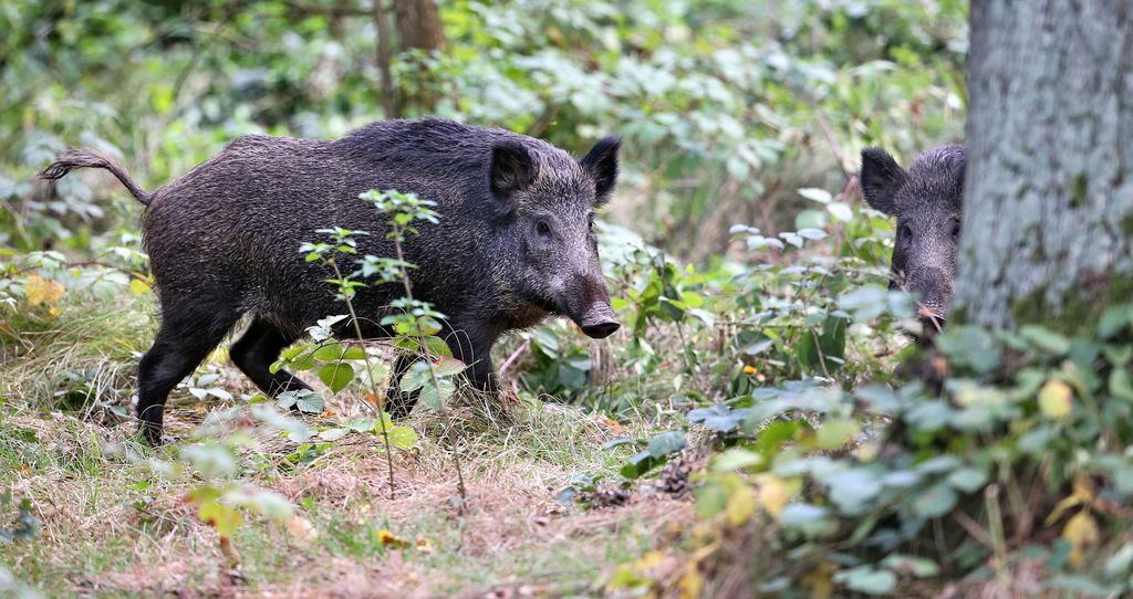 Sikarutto yritetään pitää pois Suomesta, levitessään aiheuttaisi pulaa sianlihasta – ”Pitää olla huolissaan, ehdottomasti”
