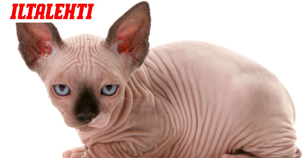 Tutustu 64+ imagen maailman rumin kissa