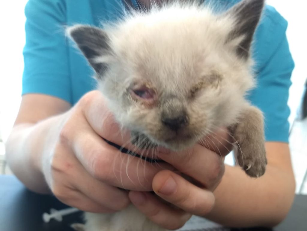 Kuvat ei herkille: Tuomitun pentutehtailijan kourista pelastettiin useita pahoin kärsineitä kissoja Alavudella