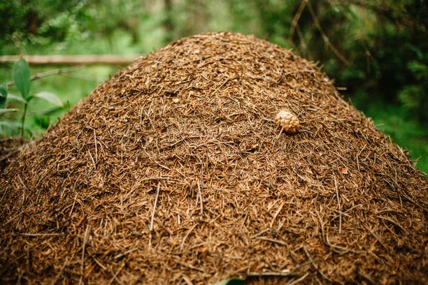 Muurahaiskeosta näkyy vain osa, aivan kuten jäävuoresta,