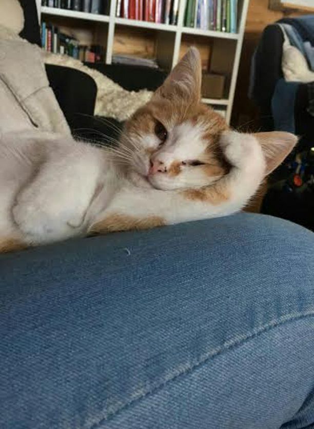 Mainiolla Saku-kissalla on yllättävä kyky: On pelastanut Mimmin, 15, jo  kolme kertaa