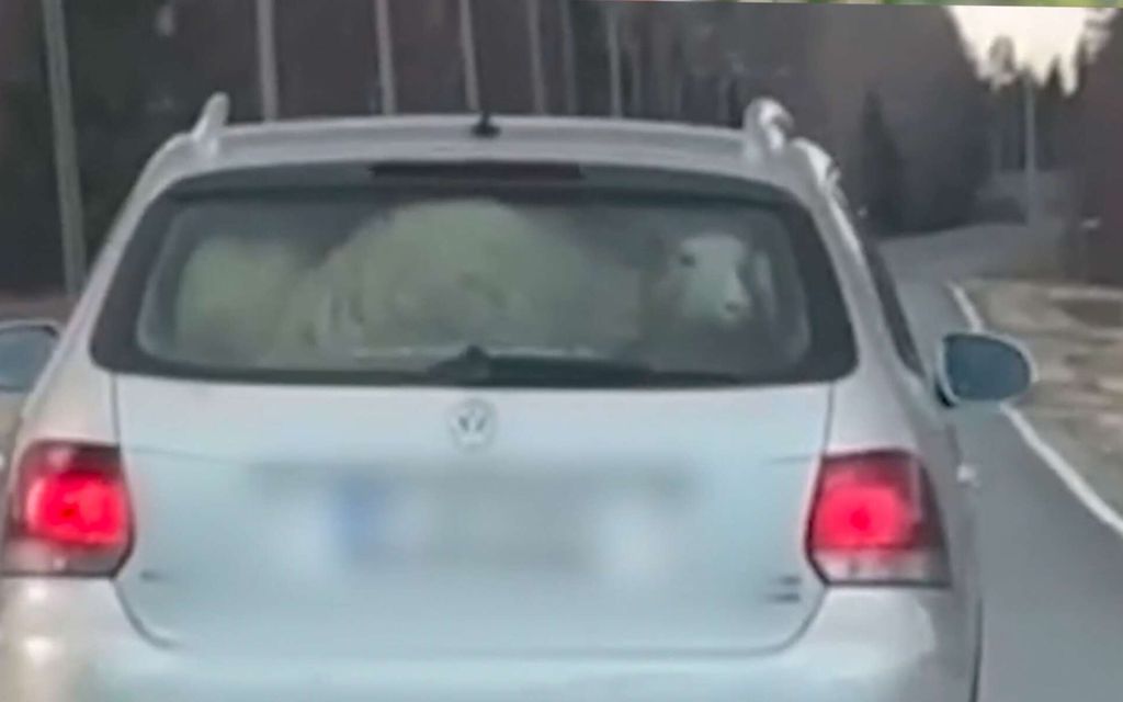 Video: Joku kuljetti lampaita henkilöauton takakontissa