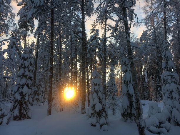 Pohjois-Karjalan Viinijärvellä on tapahtunut kohtalokas onnettomuus metsätöissä. Arkistokuva.