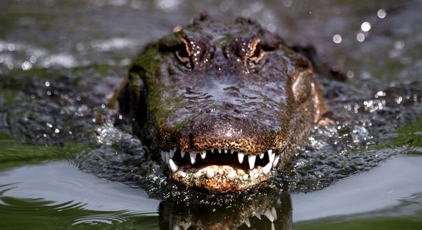 Jo kaksi krokotiilia on lopetettu ja niiden vatsan sisältö on tutkittu.