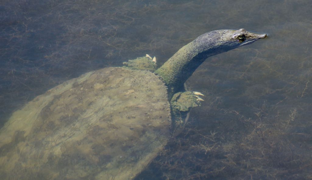 Eläkkeellä oleva professori “ratkaisi” Loch Nessin hirviön arvoituksen: se on kilpikonna