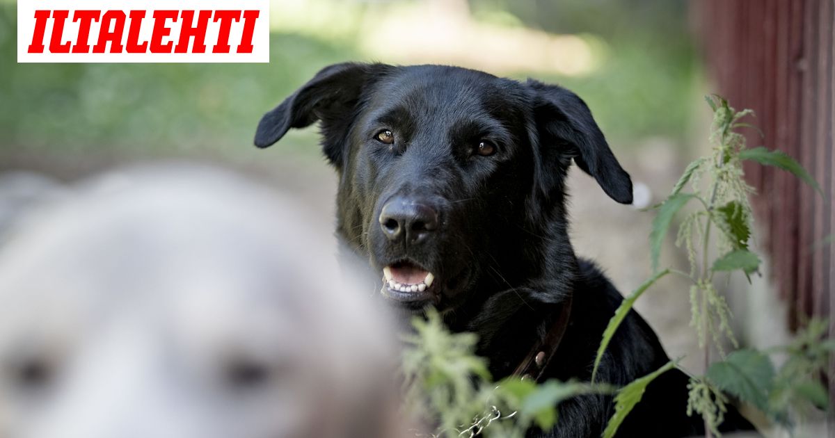 www.iltalehti.fi