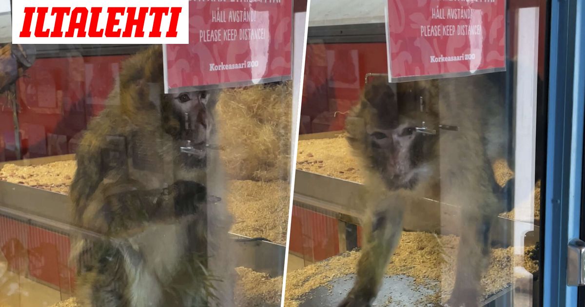 Apina Heilutti Keskisormea Korkeasaaressa Taustalla Surullinen Syy