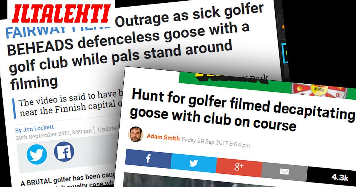 Sairas Golfaaja Mestasi Puolustuskyvyttoman Hanhen Uutinen