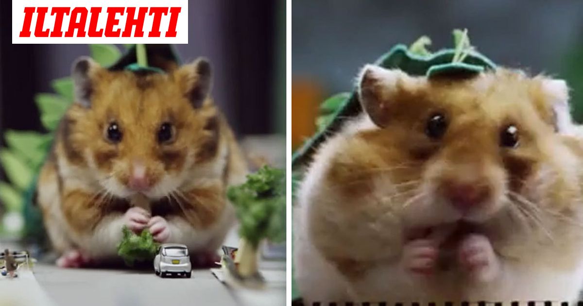 Täältä tulee hirmuinen Hamzilla!
