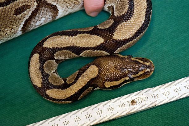 Eläintarhan mukaan kyseessä on myös vanhin eläintarhassa dokumentoitu käärme. Kuvan käärme ei liity tapaukseen.