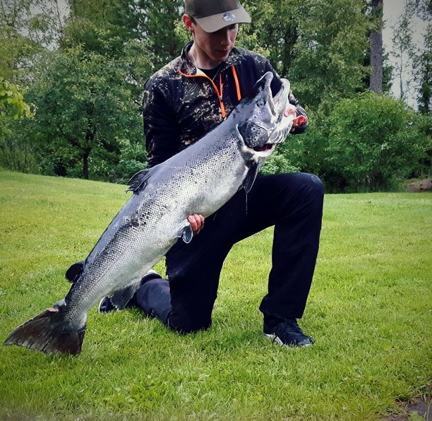 Kalle Kiviniemi kannattelee 120 senttiä ja 16 kiloa oululaista lohta.