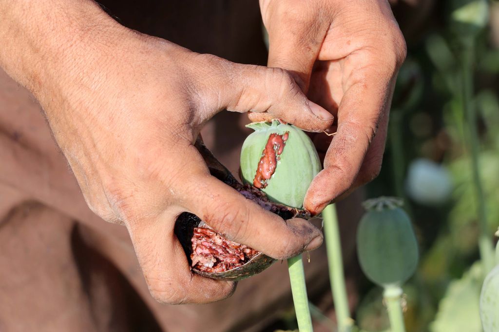 Taliban kielsi oopiumin viljelyn – globaali heroiinipula uhkaa
